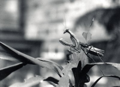 Praying Mantis by Frederick William Bond